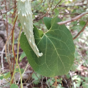 Matelea edwardsensis 10 Seeds Plateau Milkvine Milkweed Vine