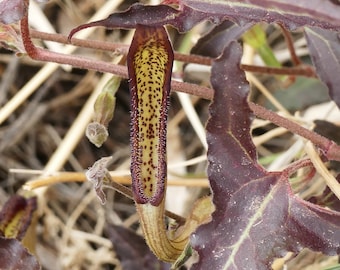 Aristolochia watsonii 15 Seeds Southwestern Pipevine 2023