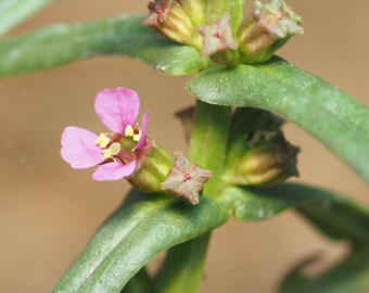 Ammannia coccinea 100 Seeds Scarlet Toothcup 2023