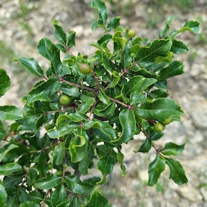 Zanthoxylum hirsutum 5 Seeds Texas Hercules&#39; Club Prickly Ash Toothache Tree