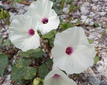 Ipomoea pandurata 10 Seeds Man of the Earth Morning Glory Wild Rhubarb 2023