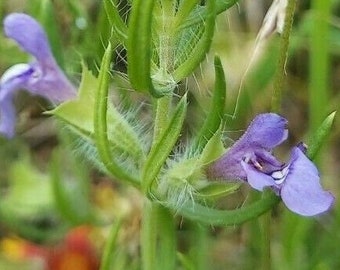 Salvia texana 35 Seeds Texas Sage