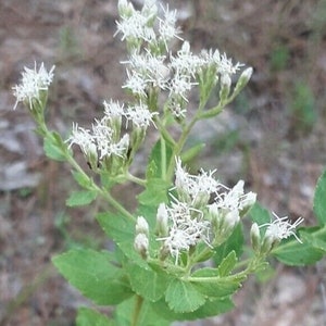Eupatorium rotundifolium Roundleaf Thoroughwort 50 Seeds 2025