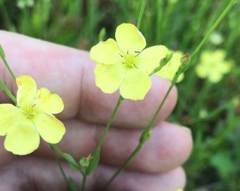 Stiff Yellow Flax 40 Seeds Linum medium texanum