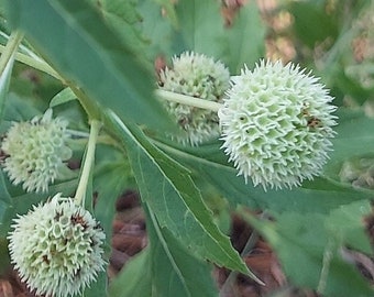 Hyptis alata 20 Seeds Clustered Bushmint 2025