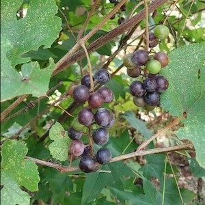 May include: Two clusters of round grapes hanging from a woody vine with green leaves. The grapes exhibit a gradient of colors ranging from light green to deep purple and dark blue, attached to thin brown stems amidst the foliage of the grapevine.
