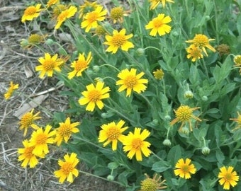 Huisache Daisy 60 Seeds Amblyolepis setigera Texas Native