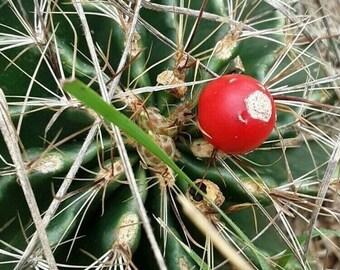 Hamatocactus setispinus 20 Seeds Miniature Barrel Cactus Texas Native