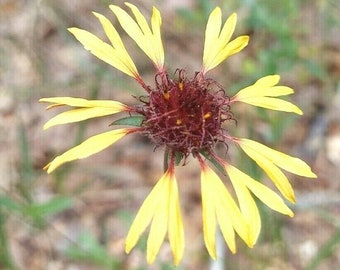 Gaillardia aestivalis Seeds LanceLeaf Blanketflower