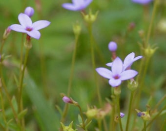 Tiny Bluet & Southern Bluet MIX Houstonia 50 Seeds 2024