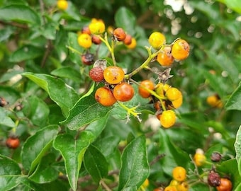 Ehretia anacua 25 Seeds Anacua Knockaway Sandpaper Tree