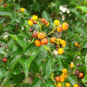 Ehretia anacua 25 Seeds Anacua Knockaway Sandpaper Tree image 1