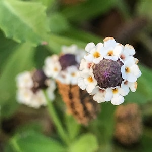 Frogfruit Matchweed (Phyla nodiflora) 1 Live Plant Small