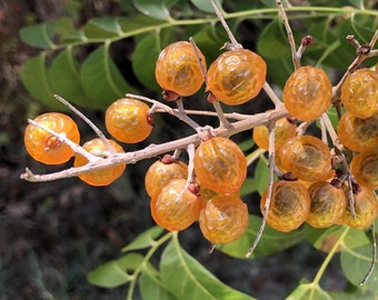 Sapindus drummondii Seeds Western Soapberry 2025