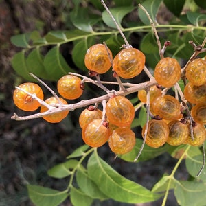 Sapindus drummondii Seeds Western Soapberry 2023