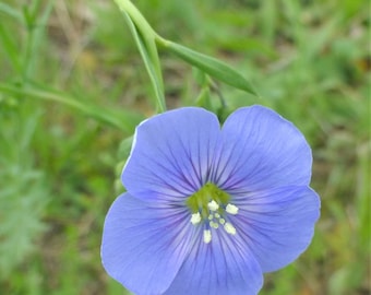 Linum pratense 15 Seeds Meadow Flax