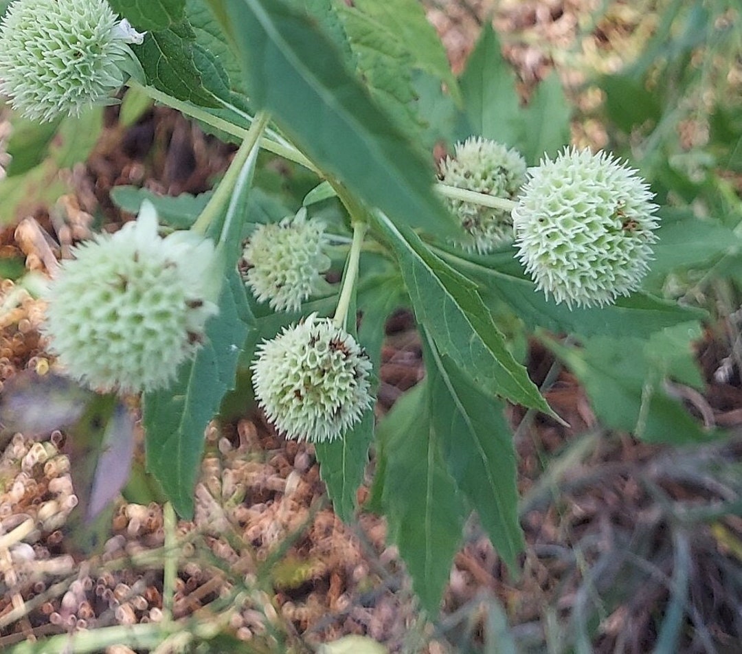 Hyptis Alata 20 Seeds Clustered Bushmint 2025 - Etsy