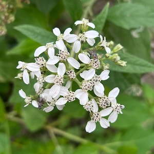 Frostweed 45 Seeds (Verbesina virginica) 2023 Amazing Stem Ice Crystals BUY One Get One Free