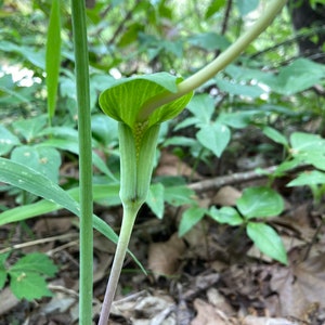 May include: A close-up of a green and purple Jack-in-the-pulpit plant in a natural setting. The plant has a hooded spathe and a spadix with small, yellow flowers. The background is blurred with green foliage.