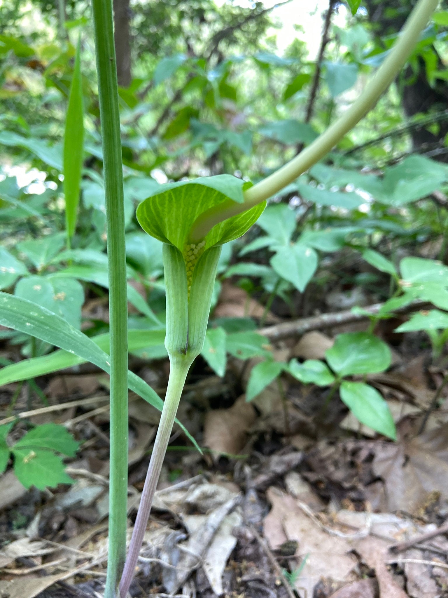 Green Dragon 15 Seeds (arisaema Dracontium) Dragon Root 2025 - Etsy