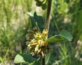 Asclepias obovata 10 Seeds (Pineland Milkweed) 2023 BUY One Get One Free