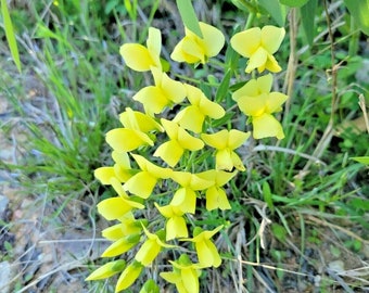 Baptisia bracteata 20 Seeds Cream Wild Indigo