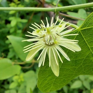 Yellow Passion Vine 1 Live Rhizome (Passiflora lutea) 4" Long BUY ONE Get One Free