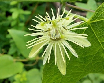 Yellow Passion Vine 1 Live Rhizome (Passiflora lutea) 4" Long