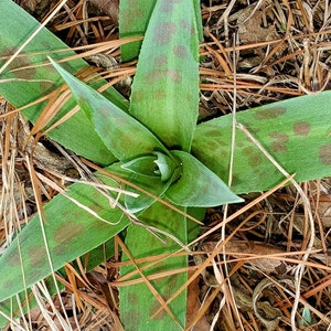 Manfreda virginica 15 Seeds 2023 Eastern False Aloe