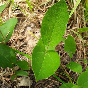 Aristolochia reticulata Seeds Texas Dutchman&#39;s Pipevine 2025