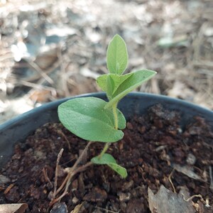 Aristolochia reticulata 1 Live Plant BARE ROOT Texas Dutchman's Pipevine image 2