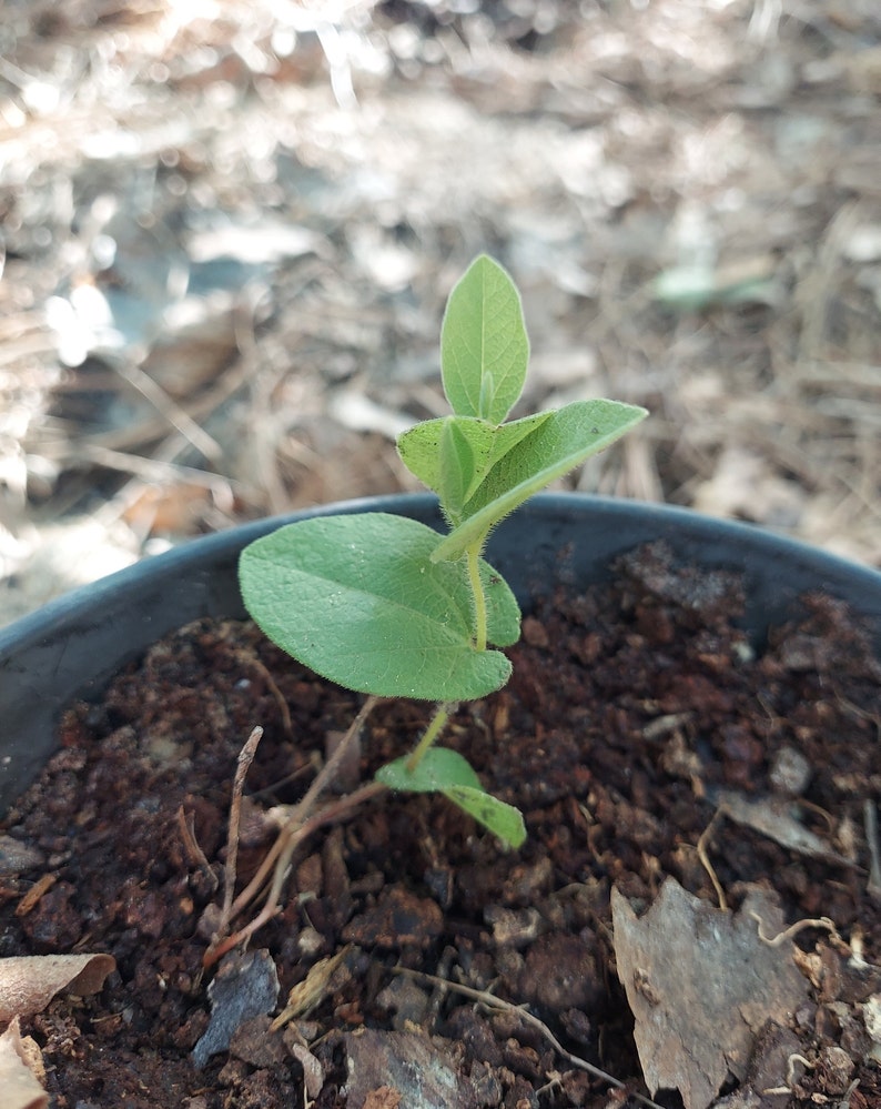 Aristolochia reticulata 1 Live Plant BARE ROOT Texas Dutchman's Pipevine image 2