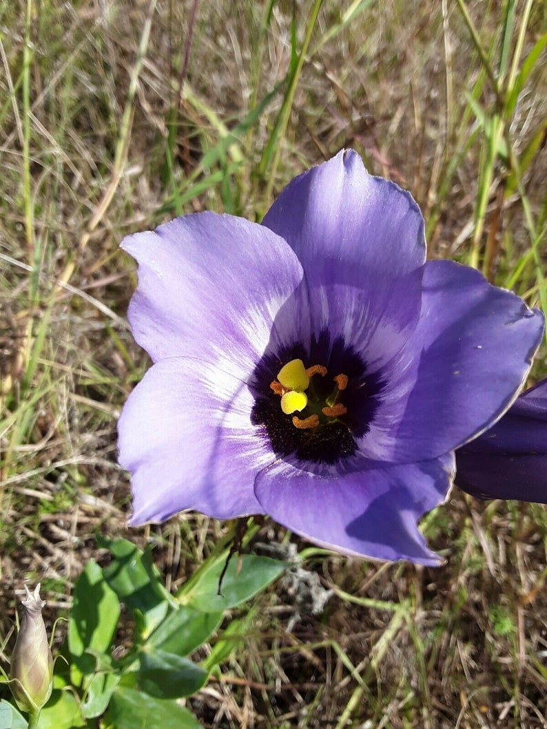 Texas Bluebell Eustoma grandiflorum russellianum 100 Seeds Native image 1