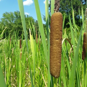 Cattail Seeds (Typha latifolia) Common Cat Tail 500 Seeds 2025