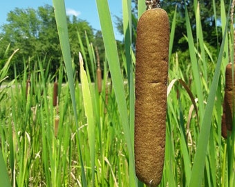 Cattail Seeds (Typha latifolia) Common Cat Tail 500 Seeds 2023 Harvest