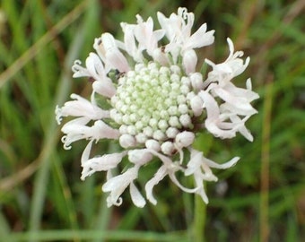 Barbara's-Buttons 50 Seeds Marshallia caespitosa Texas Prairie Native BUY ONE Get One Free