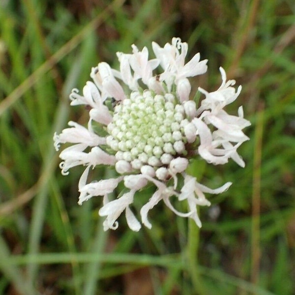 Barbara's-Buttons 50 Seeds Marshallia caespitosa Texas Prairie Native BUY ONE Get One Free