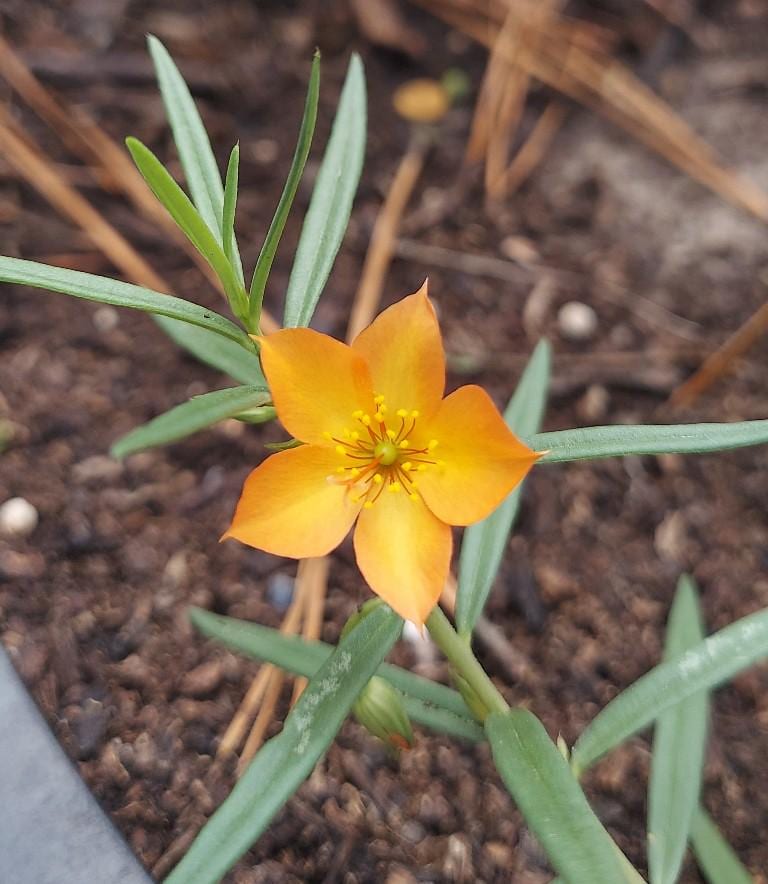 Talinum Aurantiacum 5 Seeds Orange Flameflower 2025 - Etsy
