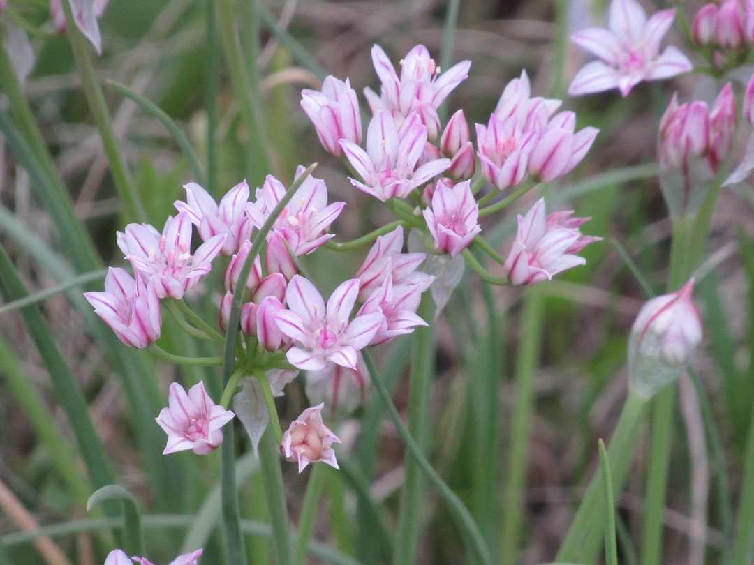 Allium Drummondii 6 Bulbs Prairie Onion Drummond's Onion Etsy