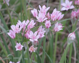 Allium drummondii 6 Bulbs Prairie Onion Drummond's Onion