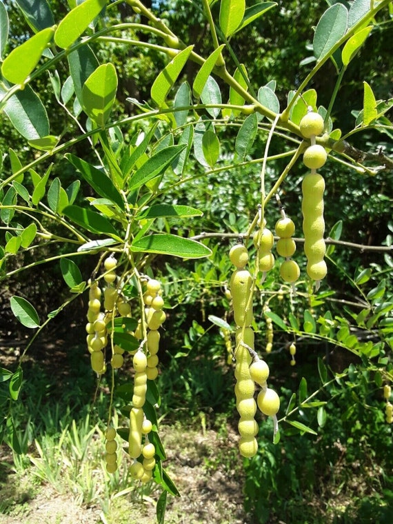 Photos of Eve's Necklace (Sophora affinis) · iNaturalist