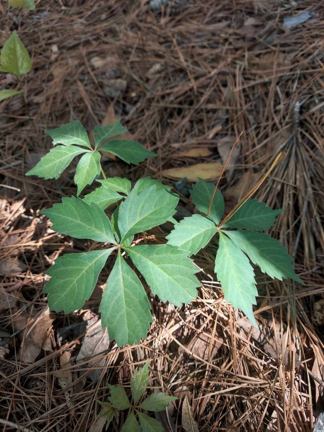 Virginia Creeper 1 Live Plant Parthenocissus Quinquefolia Etsy