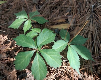 Virginia Creeper 1 Live Plant Parthenocissus quinquefolia BUY ONE Get One Free