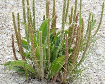 Dwarf Plantain 50 Seeds Plantago virginica 2023 BUY ONE Get One Free