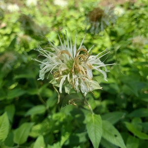Monarda luteola 10 Seeds Yellow Flowered Beebalm