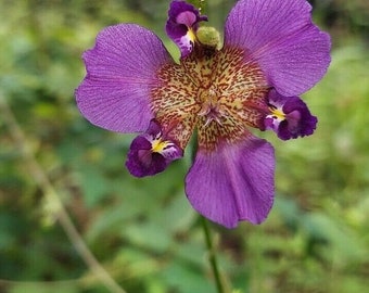 Alophia drummondii Seeds Pinewoods Lily Purple Pleat-Leaf Propeller Flower 2025