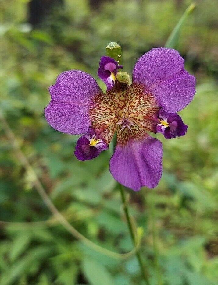 ケンビサイエンス フリースハーフ 140×90cm ラドン ホルミシス Alophia Drummondii Seeds Pinewoods Lily Purple Pleat-leaf