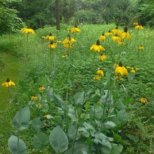 Rudbeckia maxima 100 Giant Coneflower Huge Flowers 2025
