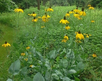 Rudbeckia maxima 50 Giant Coneflower Huge Flowers