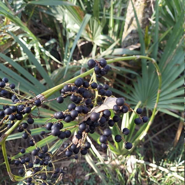 Dwarf Palmetto 20 Seeds Hardy Sabal minor BUY ONE Get One Free